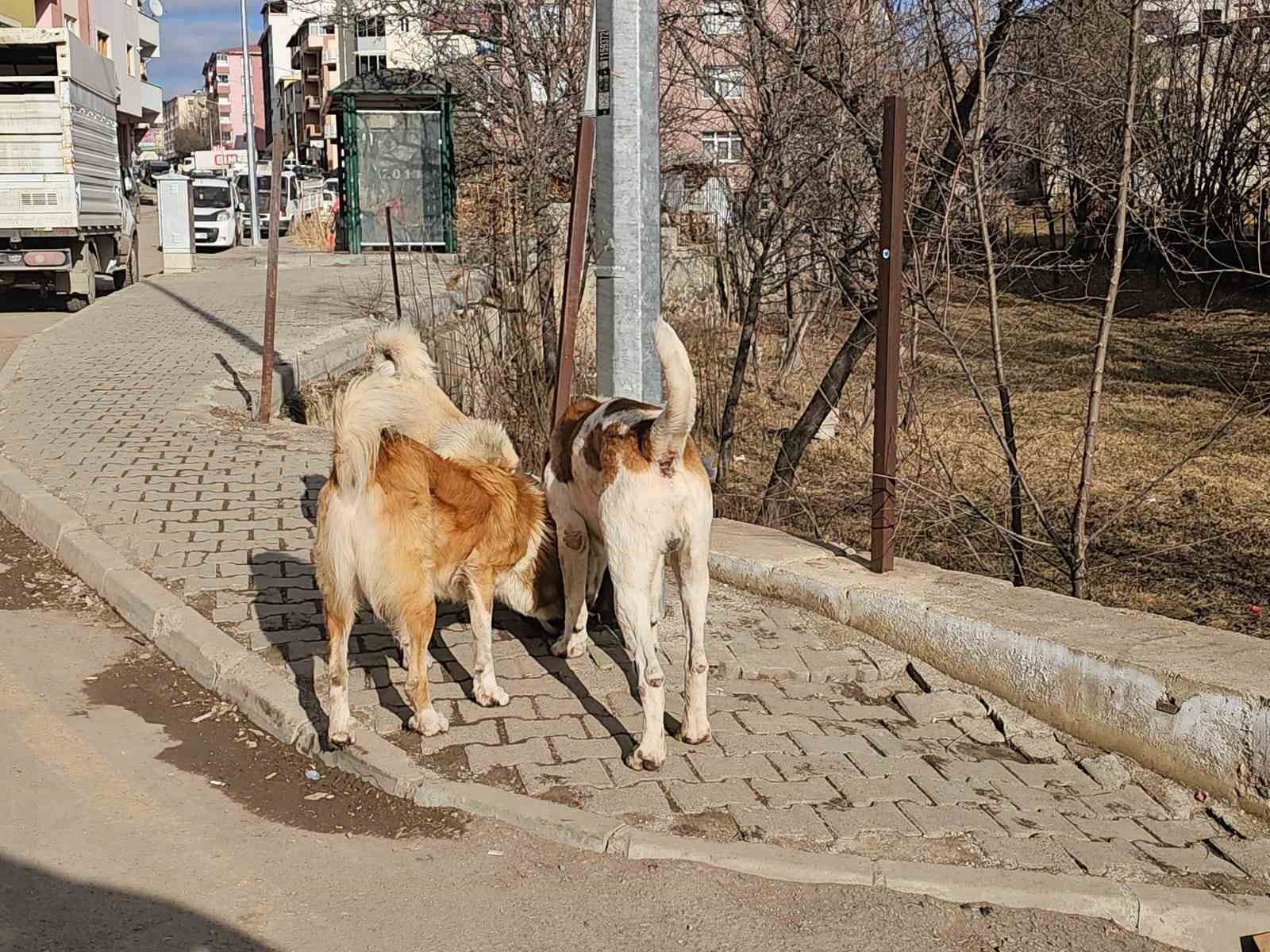 İspir’de başıboş köpekler tehdit oluşturuyor