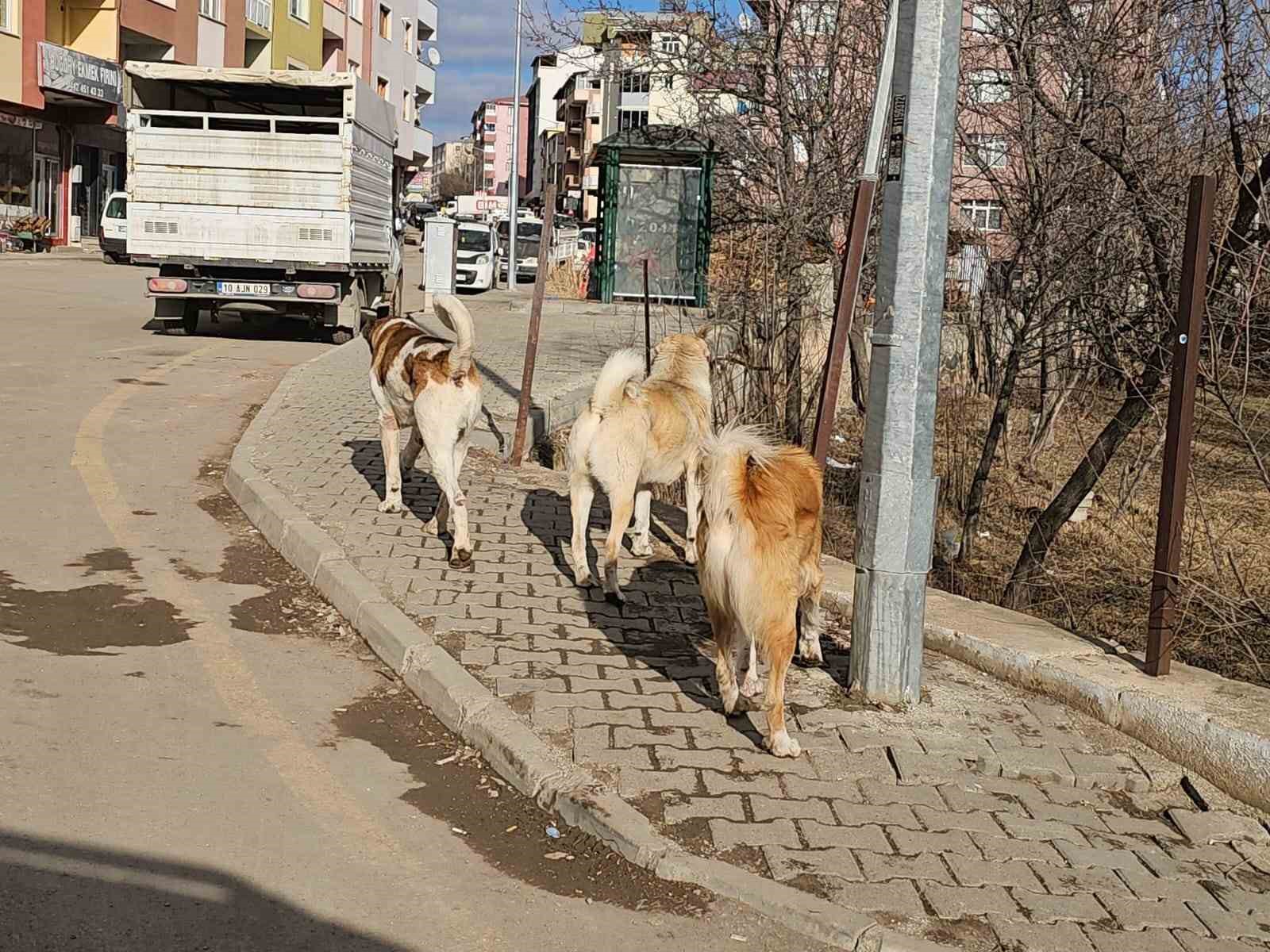 İspir’de başıboş köpekler tehdit oluşturuyor