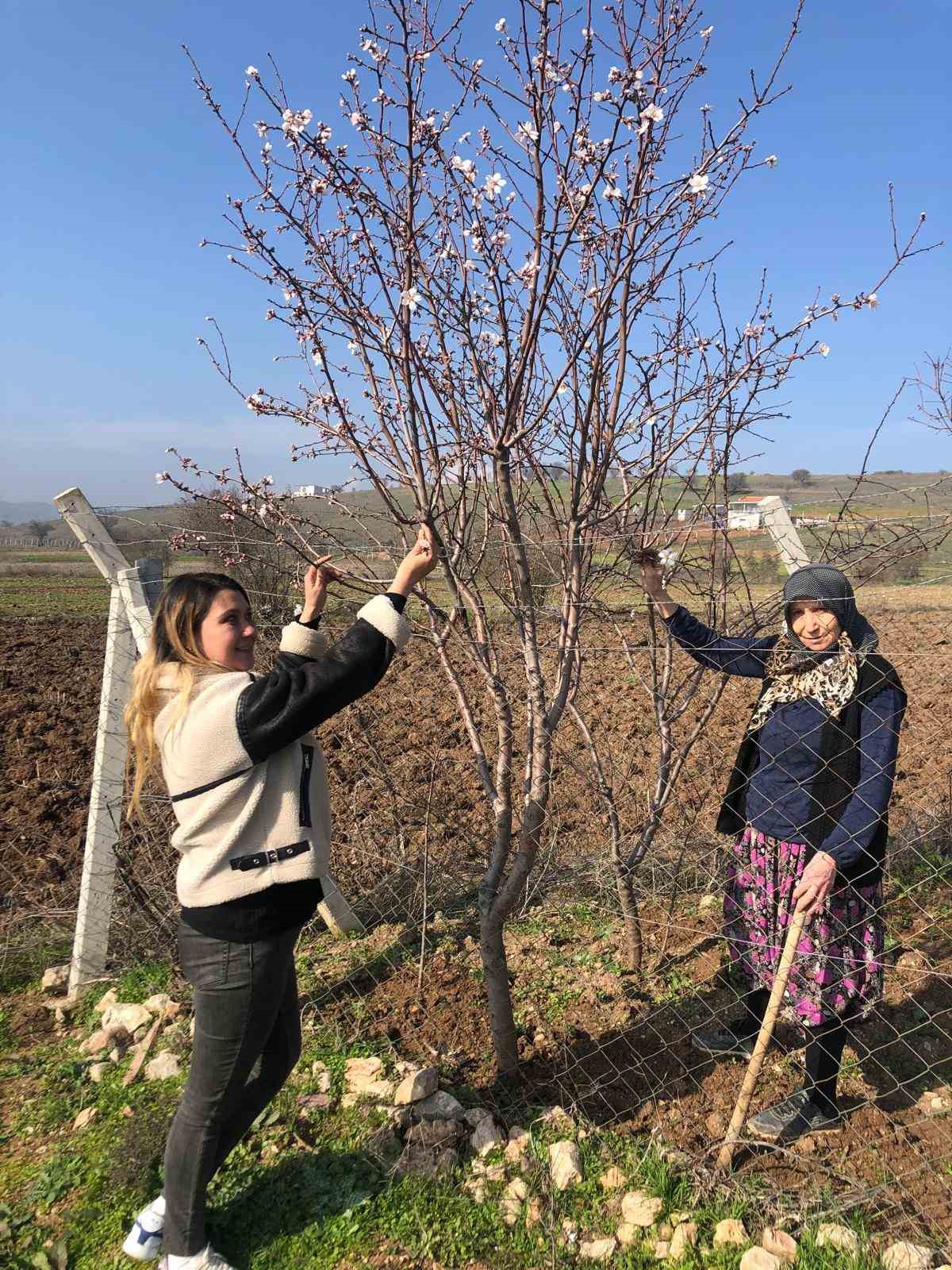 Badem ağa&ccedil;ları &ccedil;i&ccedil;ek a&ccedil;tı
