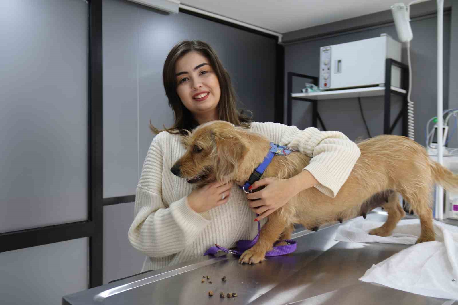 Eskişehir’de vurulan 12 yerinden yaralanan köpek hayvan severler tarafından tedavi ettirildi