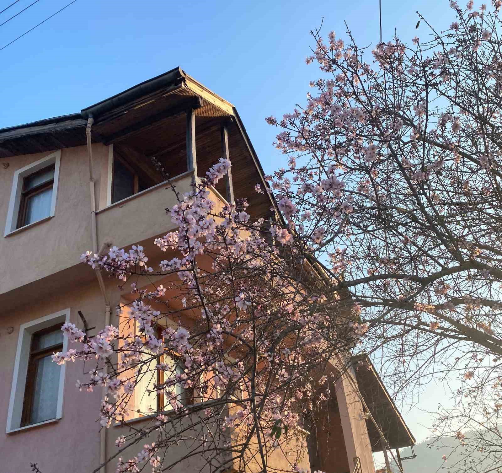 Yalancı bahara aldanan erik ağacı çiçek açtı