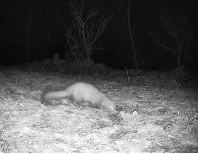 Nesli tehlike altındaki vaşak doğada böyle kaydedildi