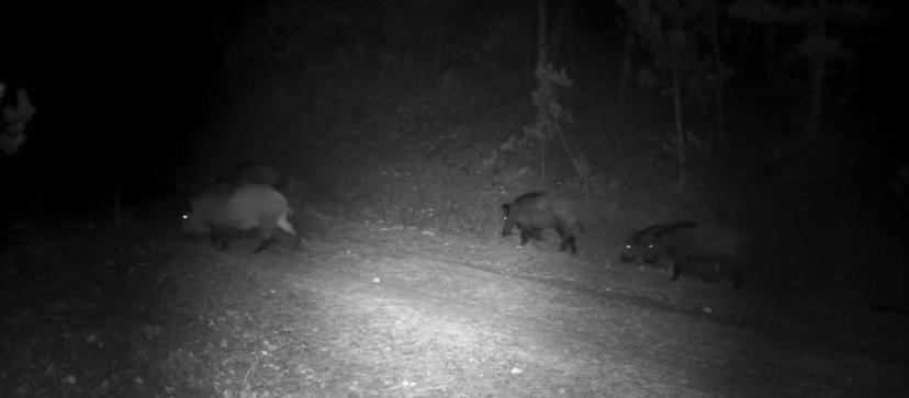 Nesli tehlike altındaki vaşak doğada b&ouml;yle kaydedildi
