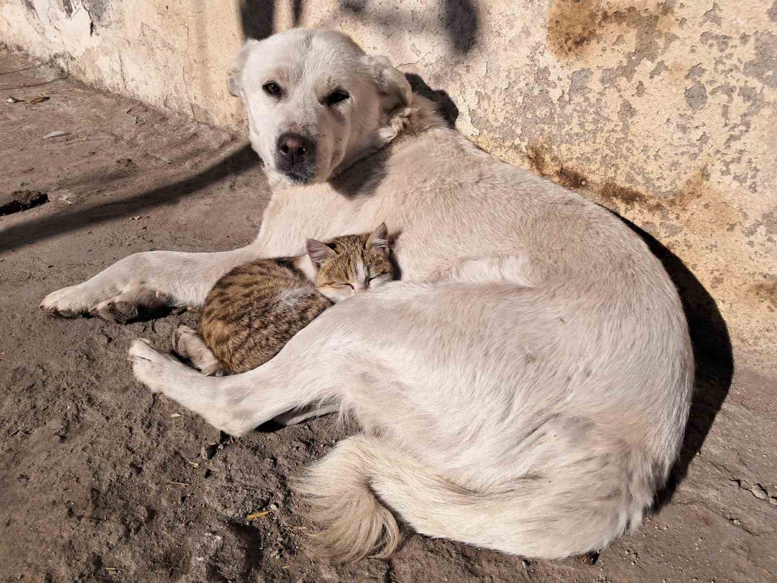 Akyaka&rsquo;da kedi ve k&ouml;peğin dostluğu kamerada
