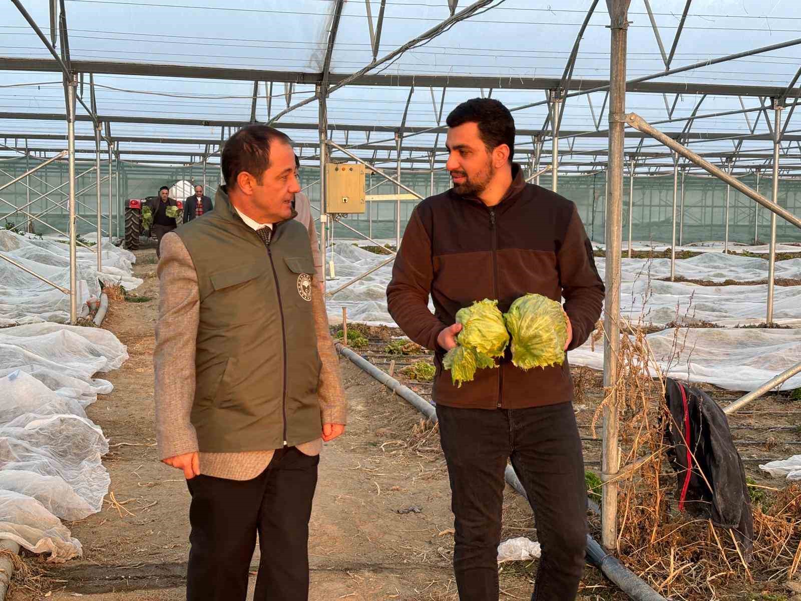 Erzincan’da modern tarımla domates hasadı başladı
