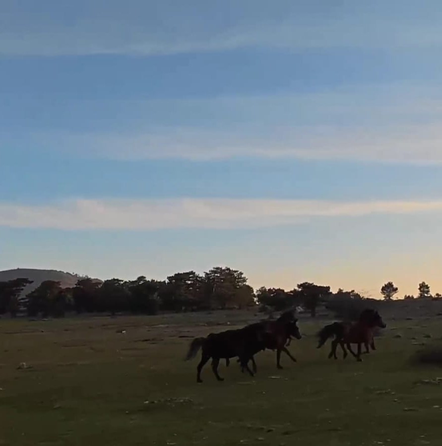 Yılkı atları doğada &ouml;zg&uuml;rce koşuyor
