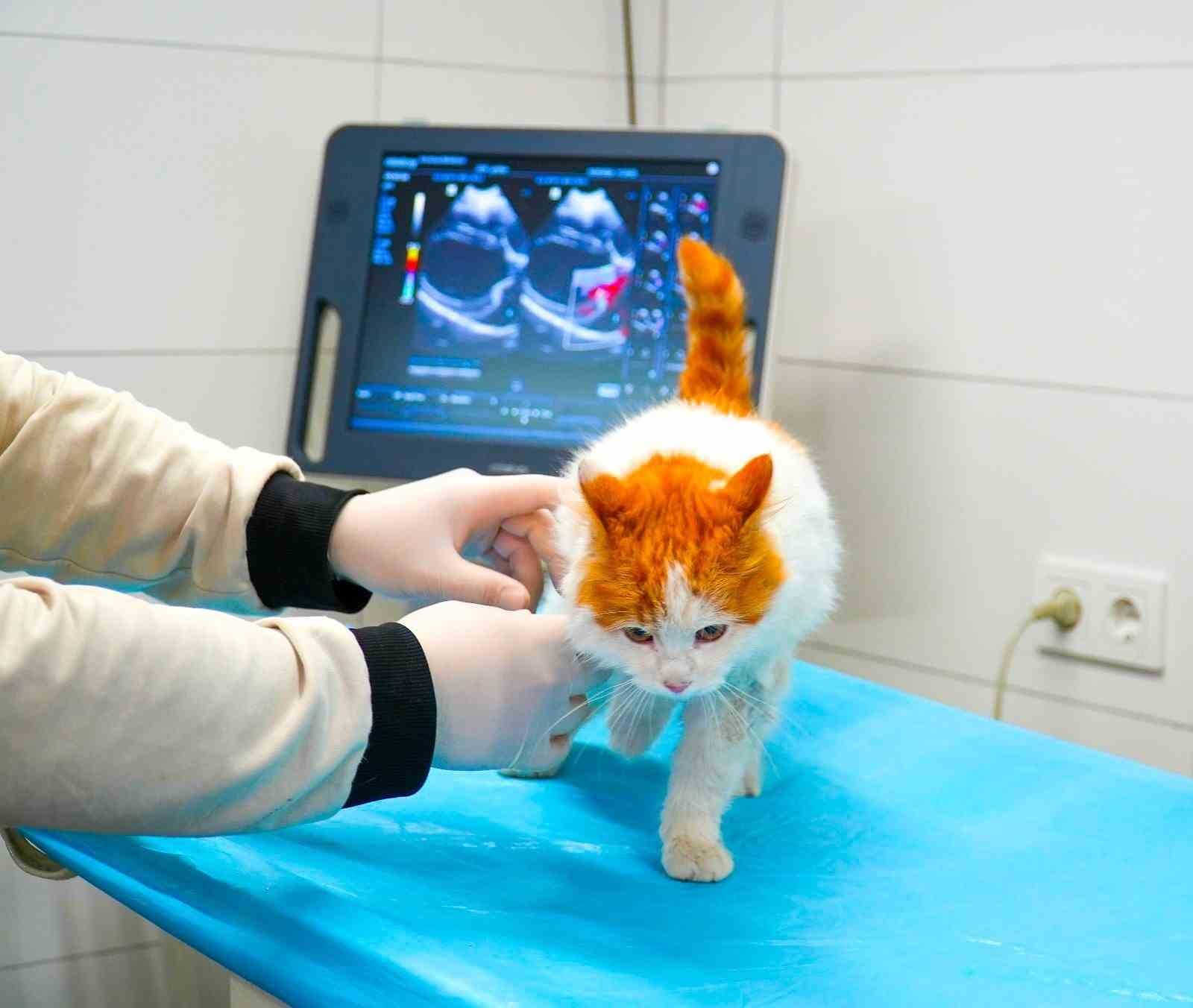 Ümraniye Belediyesi, hayvan sahiplenmede rehberiniz oluyor