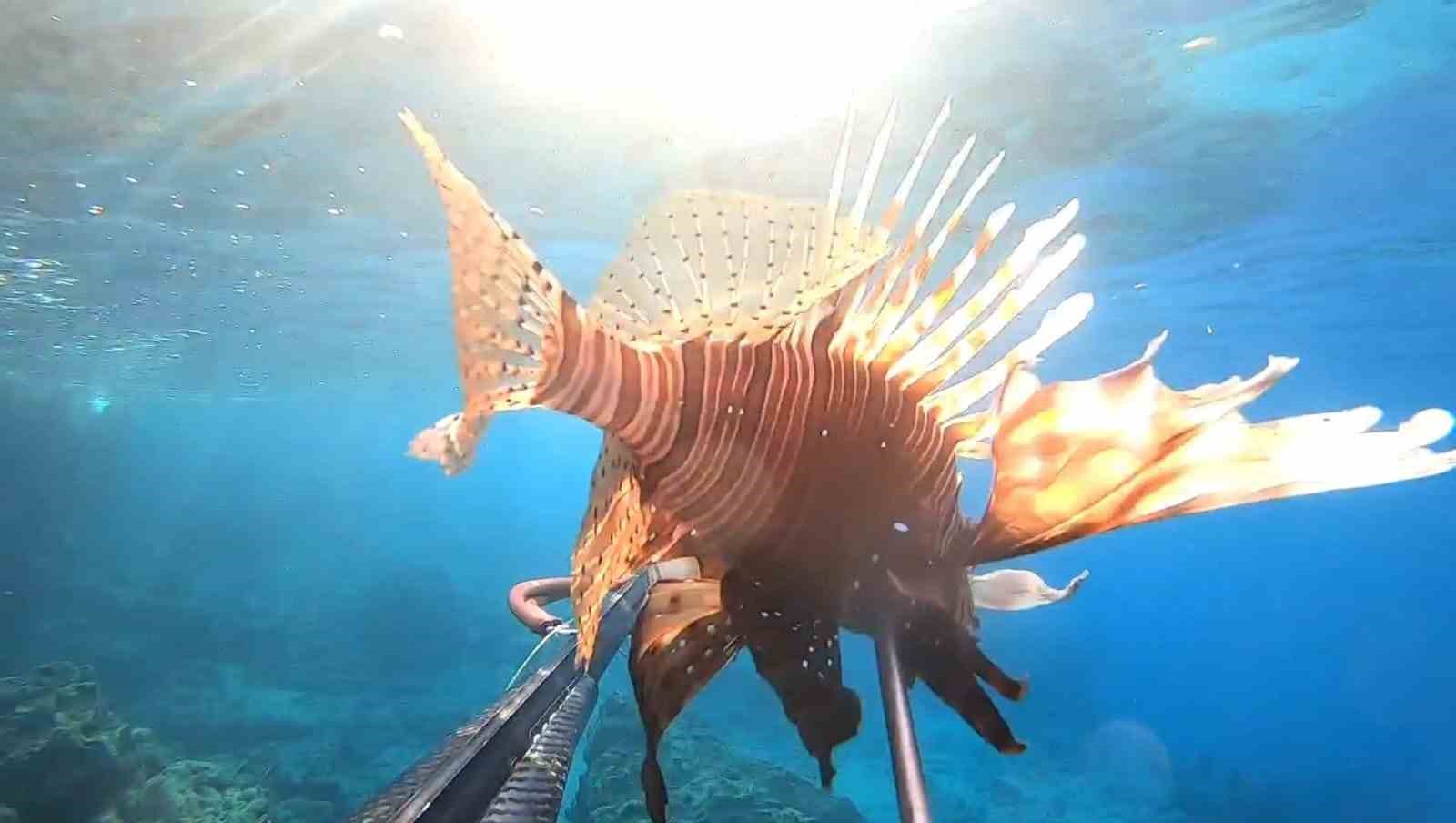 Ayvalık sularında 2 yeni t&uuml;r g&ouml;r&uuml;nt&uuml;lendi
