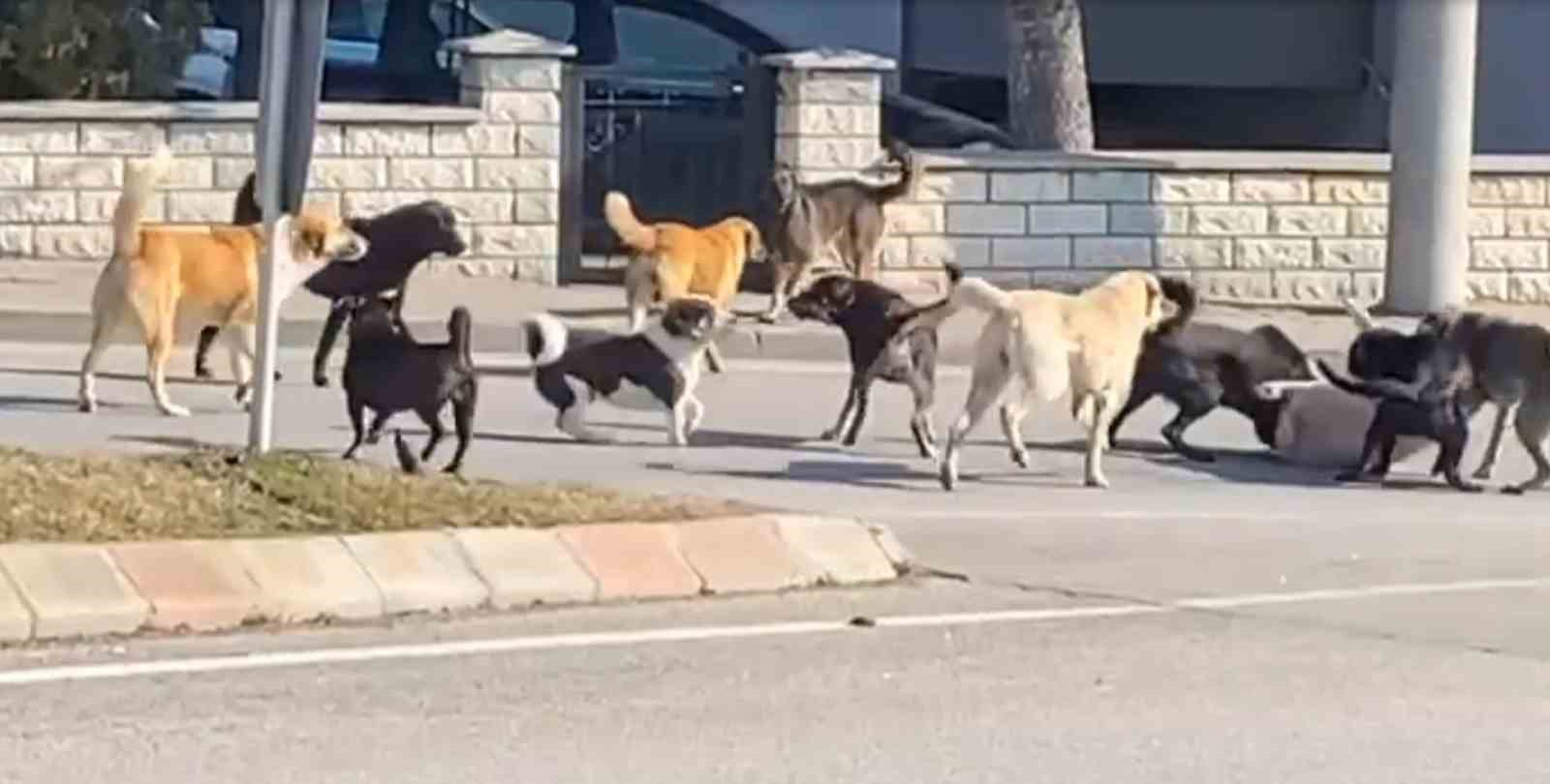 Sürü halindeki 15 köpeğin kavgası korkuttu