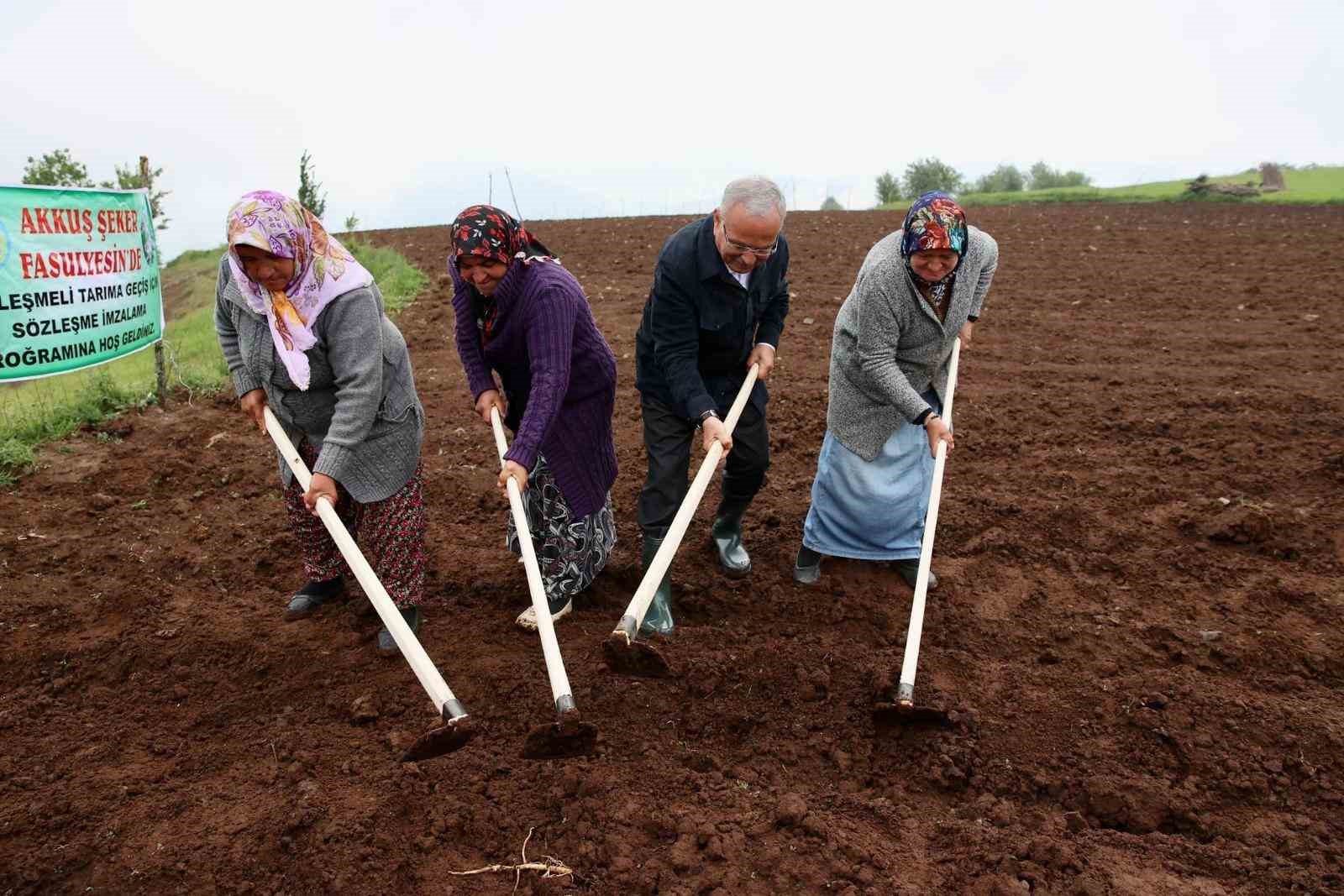 Akkuş şeker fasulyesi, Türkiye sofralarına ulaşıyor
