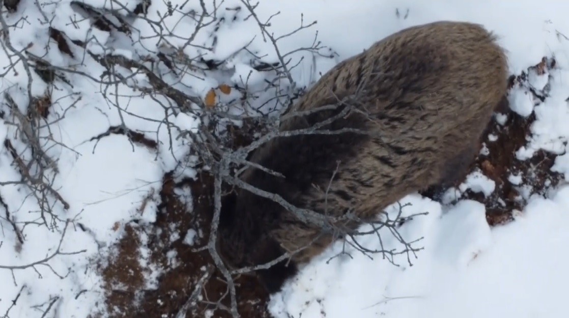 Kar yağışının etkili olduğu Erzincan’da dağ keçileri ve domuz sürüsü drone ile görüntülendi