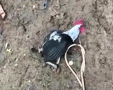 Denizli’nin horozu bayılana kadar öttü