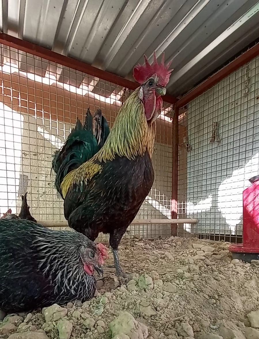 Denizli&rsquo;nin horozu bayılana kadar &ouml;tt&uuml;
