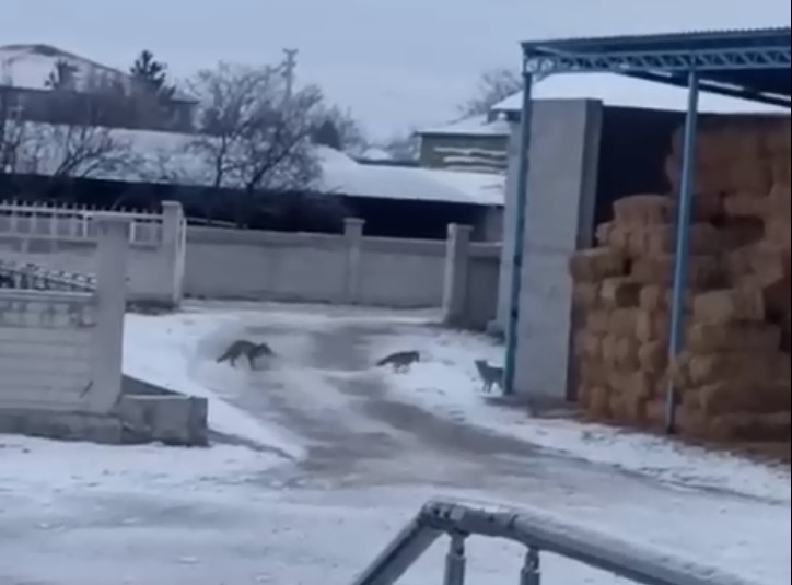 Aksaray’da tilkiler saman balyalarına yuva yaptı