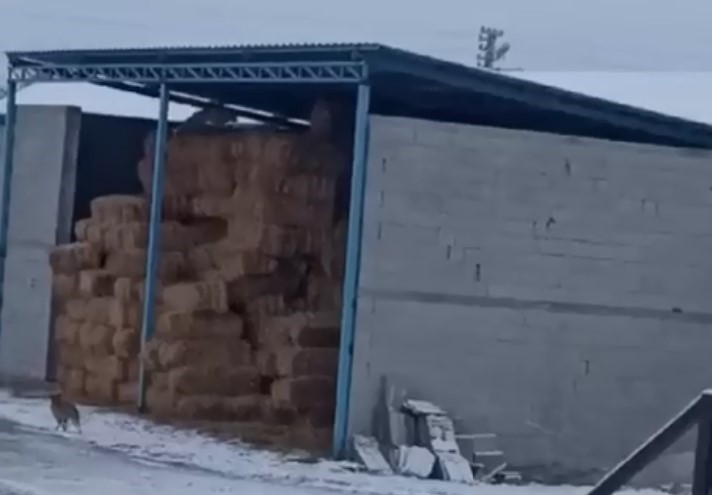 Aksaray&rsquo;da tilkiler saman balyalarına yuva yaptı
