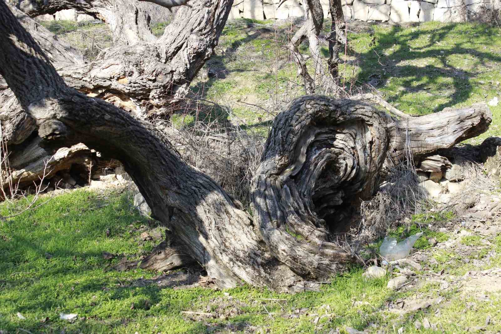 Bu ağaçların 2 bin 600 yaşında olduğuna inanılıyor