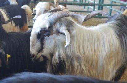 Tavşanlı hayvan pazarı kapandı