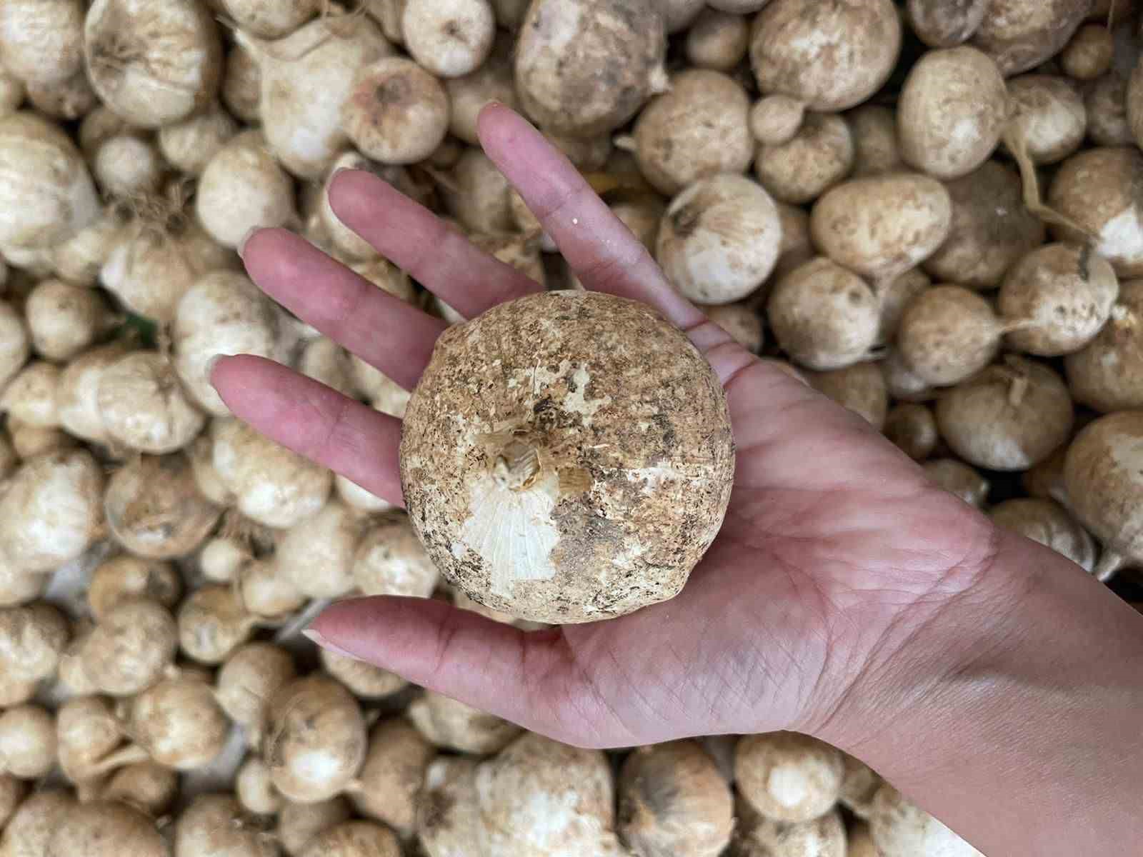 Toplamanın cezası 557 bin lira: O sarımsağı korumak için proje hazırlandı