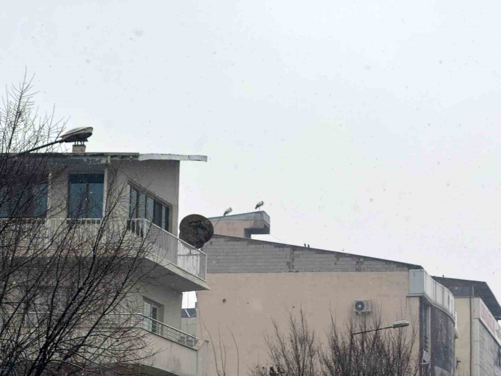 Iğdır’da göç etmeyen leylekler kar altında kaldı