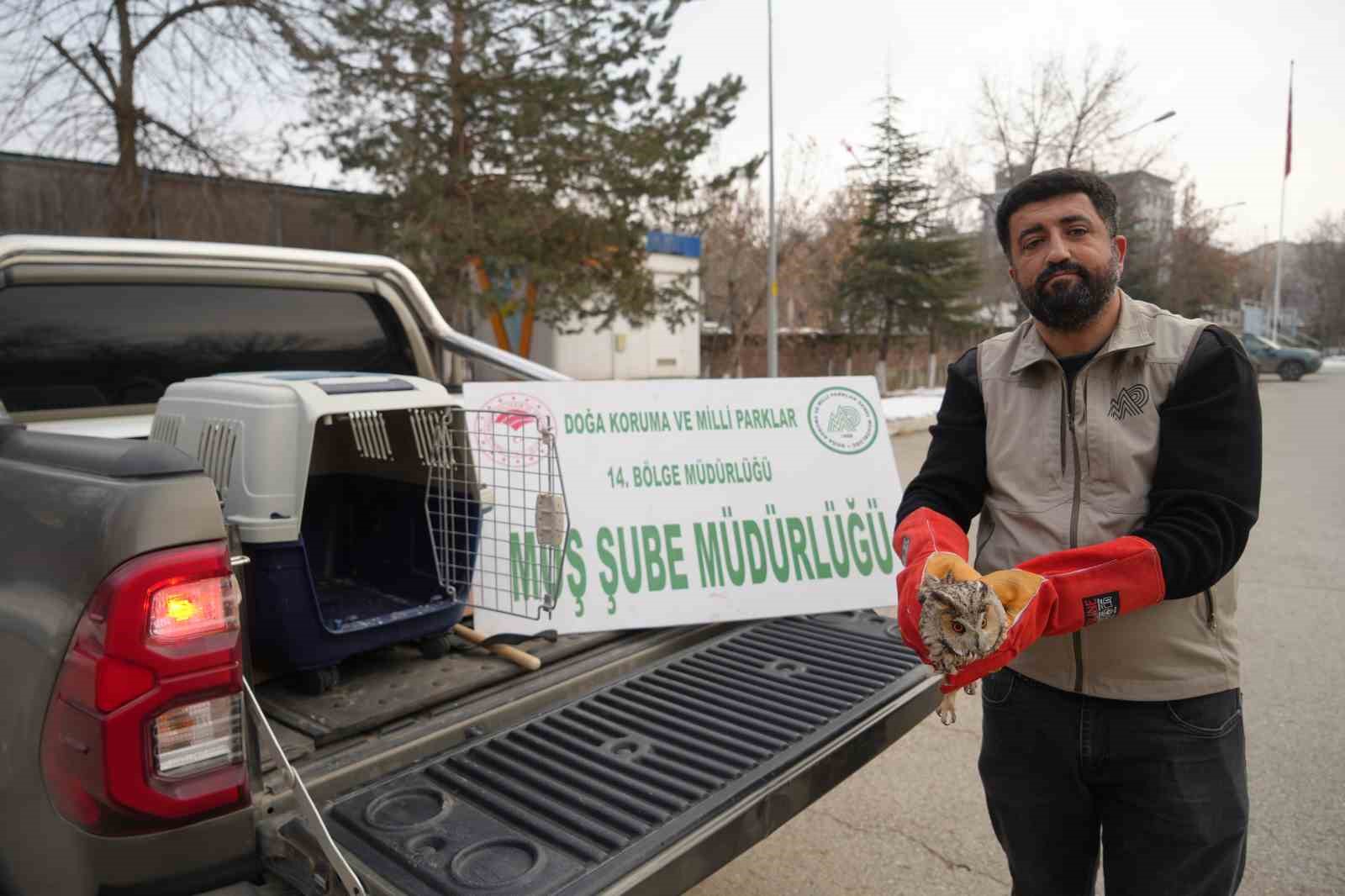 Muş’ta yaralı puhu tedavi altına alındı
