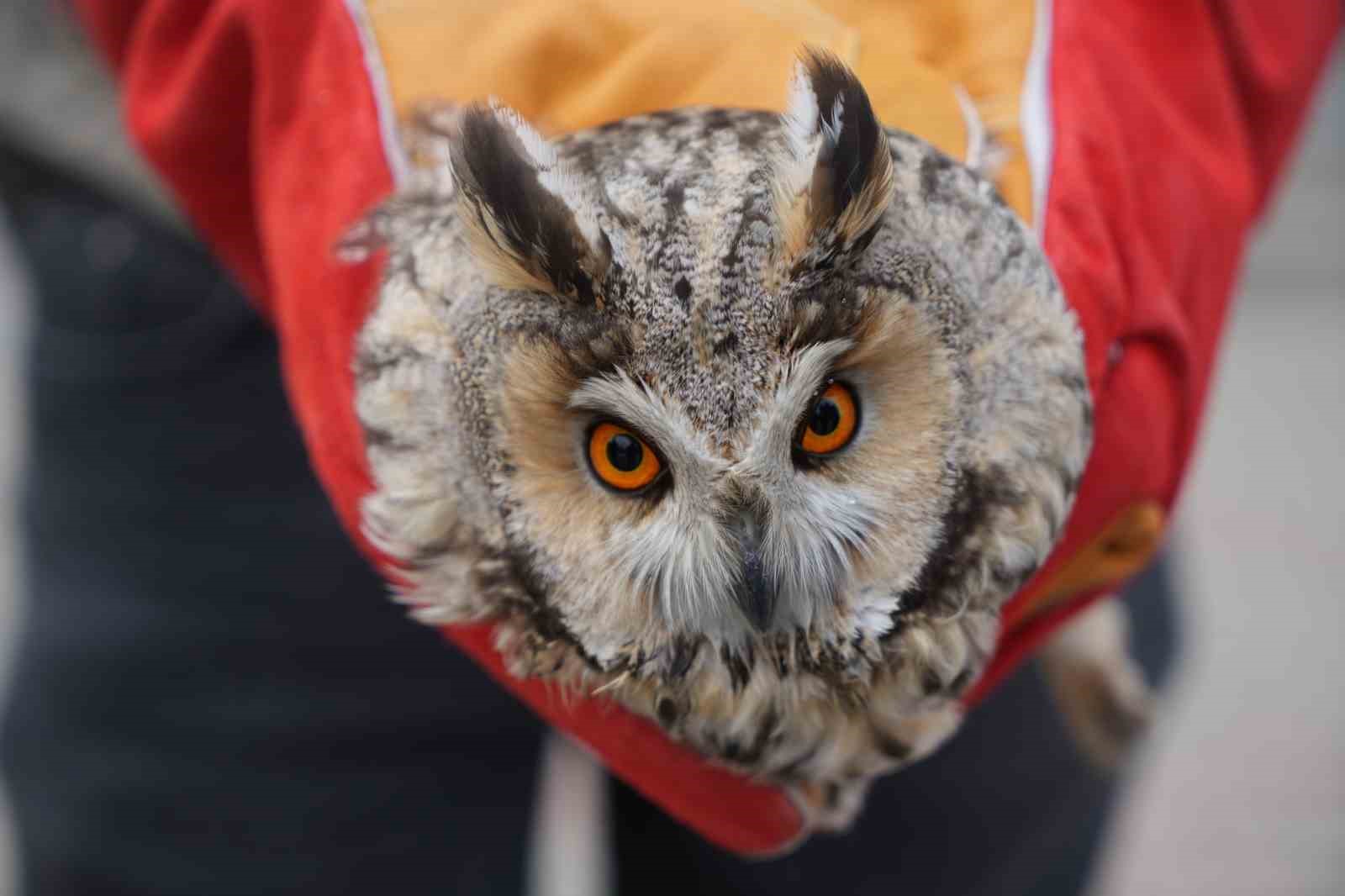 Muş’ta yaralı puhu tedavi altına alındı