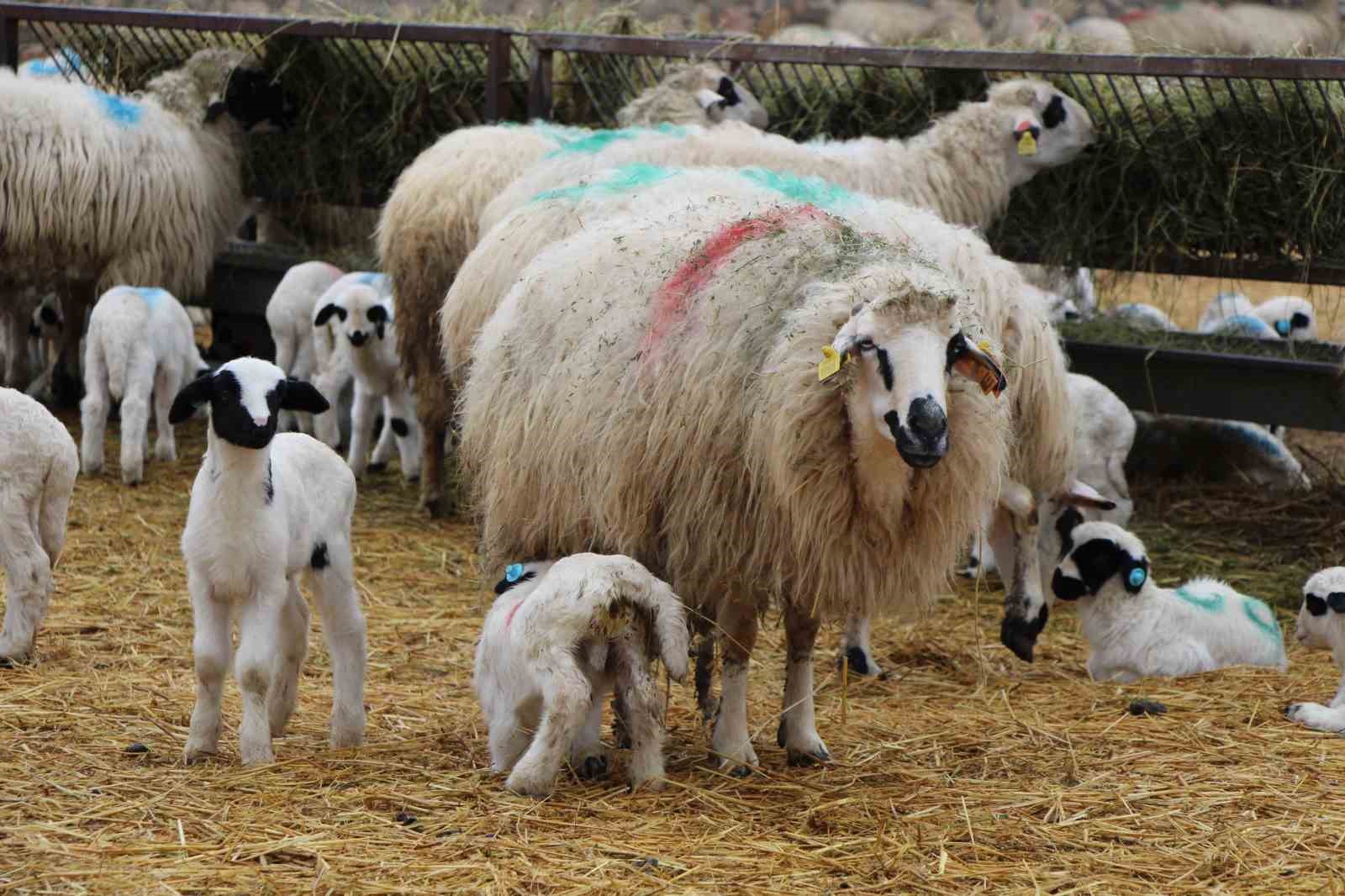 Bu koyunlar en az ikiz yavruluyor: 3 kilo doğan süt kuzuları 2,5 ayda 30 kiloya ulaşıyor
