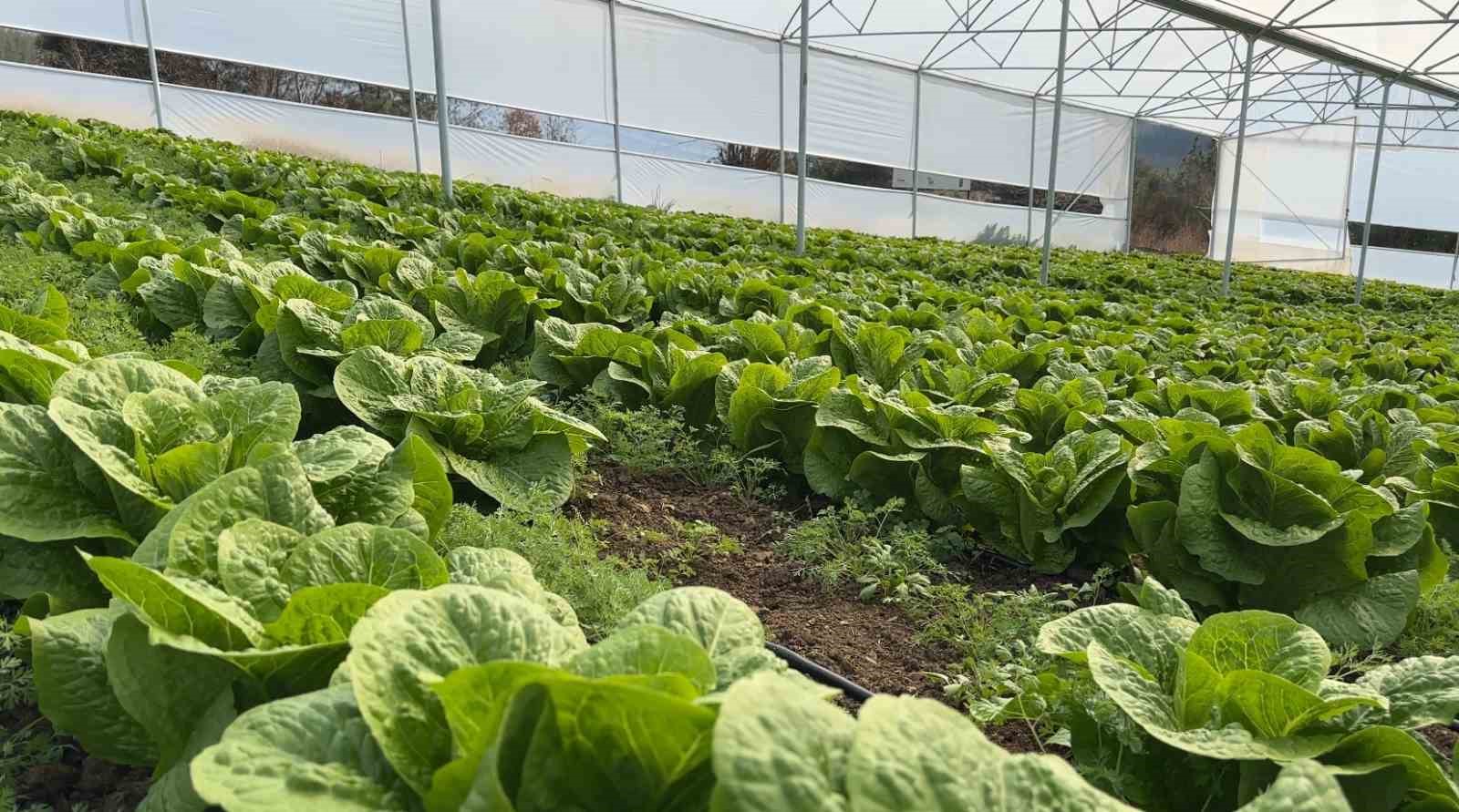 Devlet desteğiyle kurdukları serada 2 kardeş üretim yapıyor