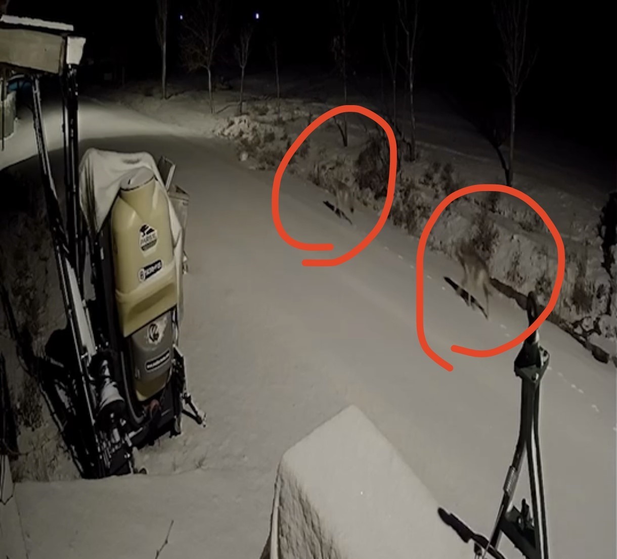 Kırşehir’de aç kalan kurtlar köye indi