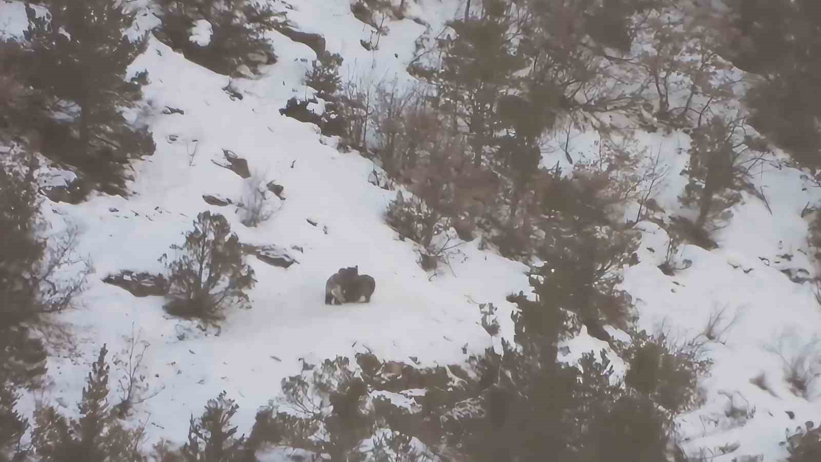 Yavru ayıların karda oyun keyfi kameralara takıldı
