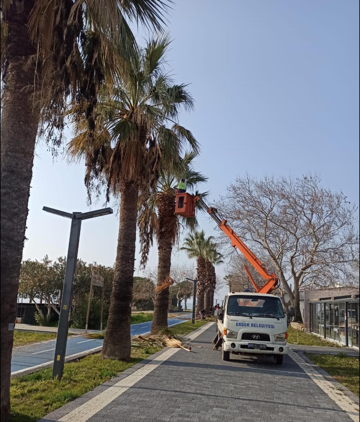 Erdek&rsquo;te palmiyeler kuruyor, belediye tedbir almada ge&ccedil; kaldı
