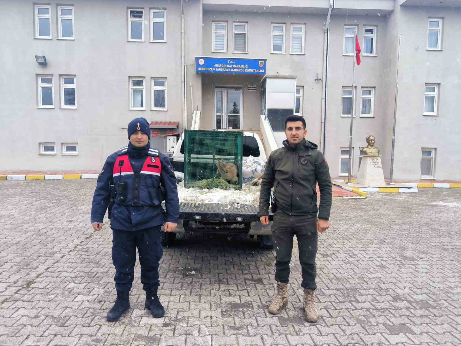 Malatya&rsquo;da yaralı bulunan dağ ke&ccedil;isi koruma altına alındı
