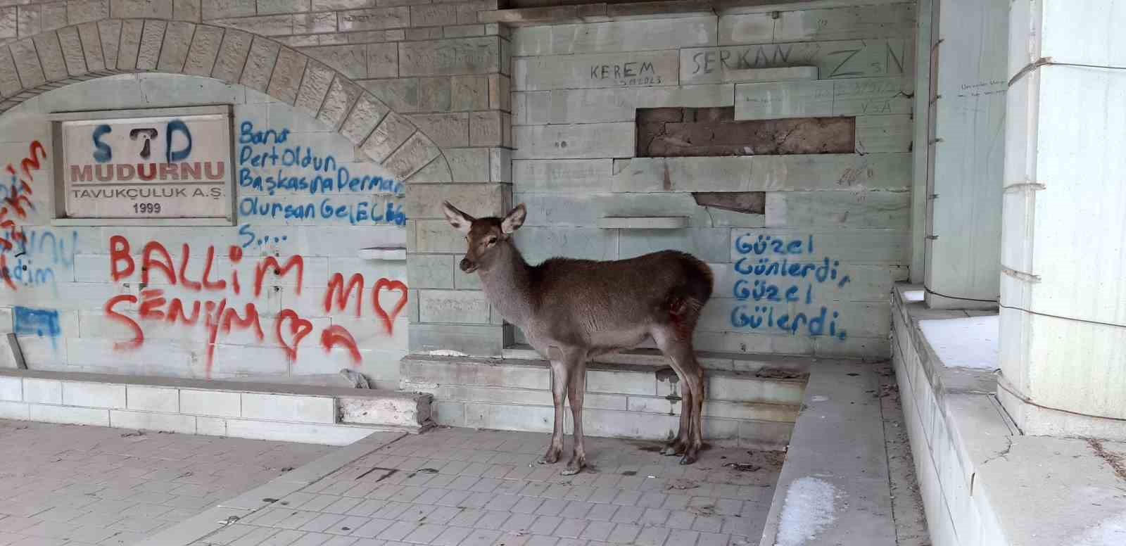 Doğaya bırakılan karaca tekrar geri döndü