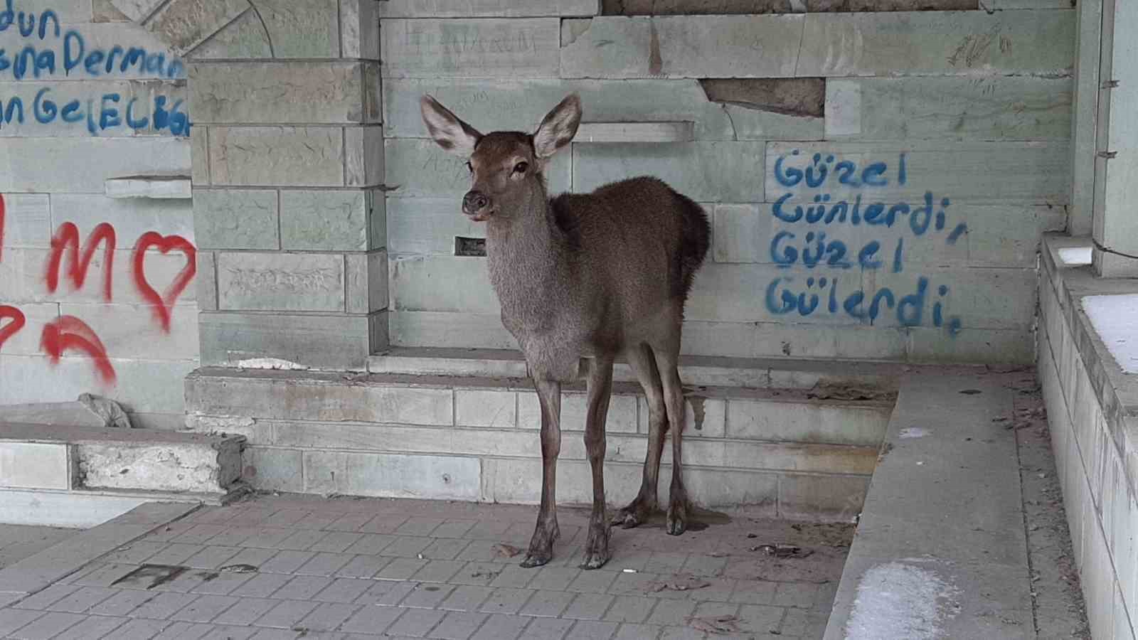 Doğaya bırakılan karaca tekrar geri döndü
