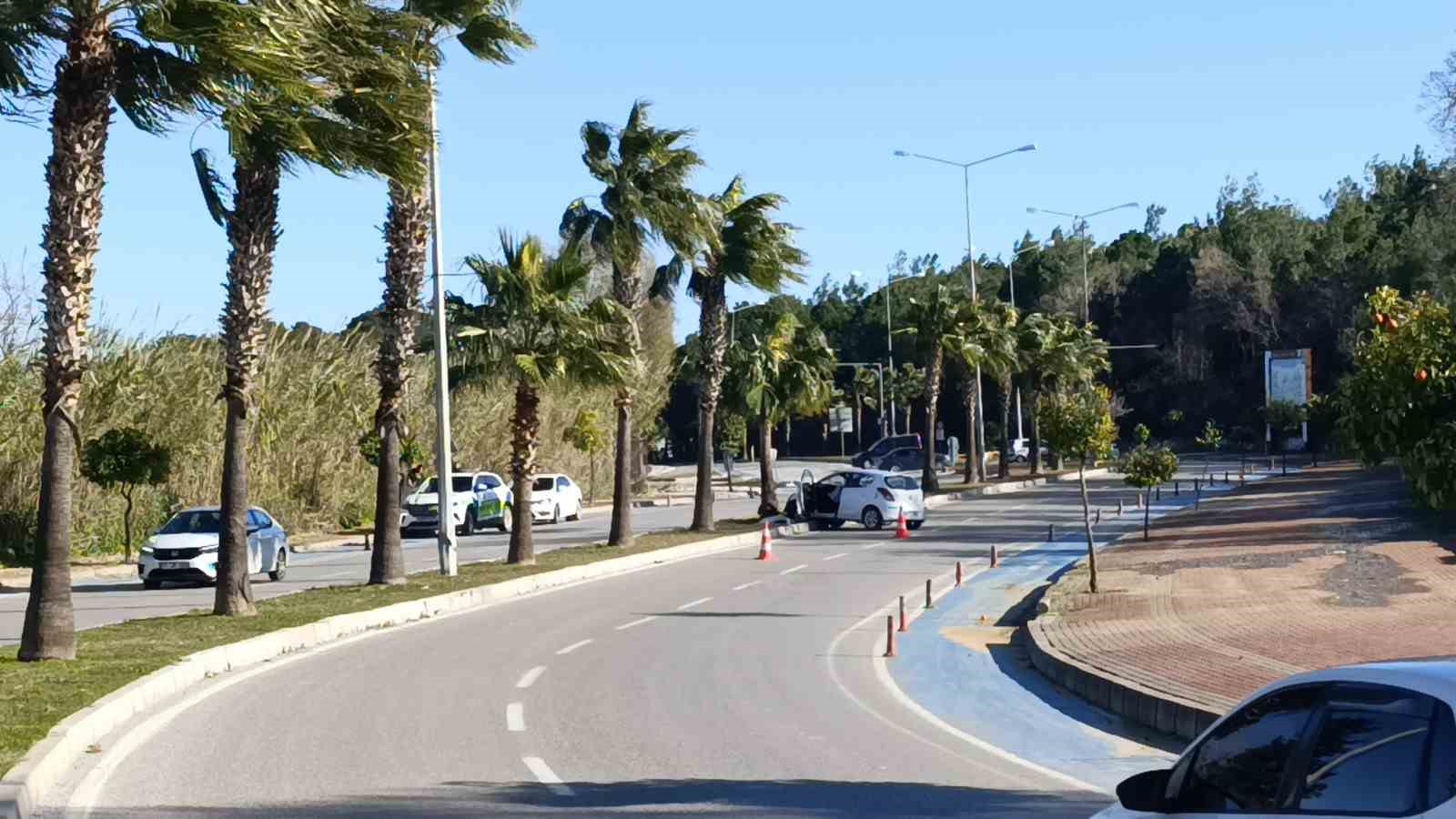 Kontrolden çıkıp palmiye ağacına çarptı, otomobilin plakası ağaca yapıştı
