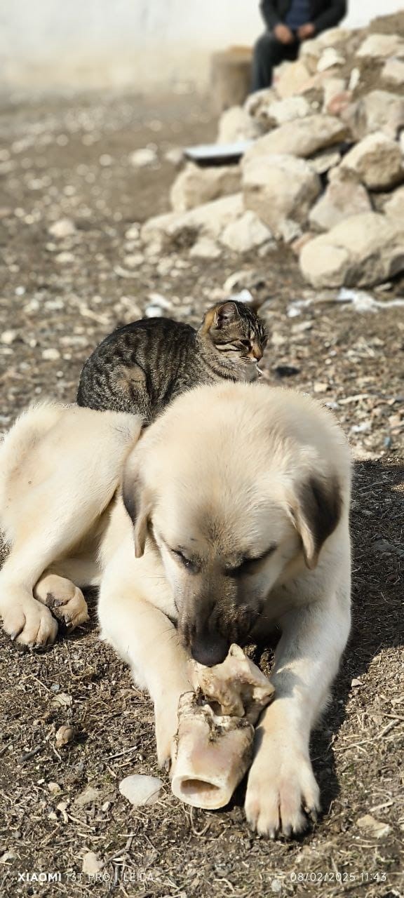 Aynı kaptan yemek yiyip sırtında gezdirdi: Kedi ile köpeğin inanılmaz dostluğu
