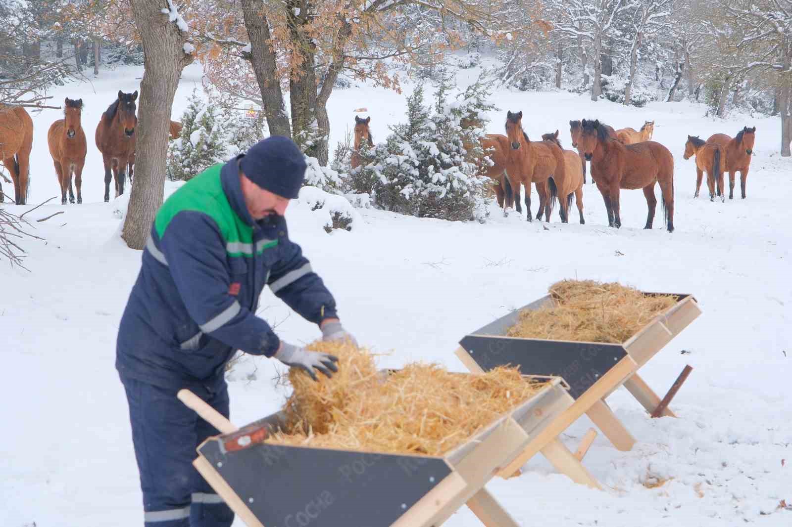 Bolu Belediyesi ekipleri yılkı atlarını unutmadı