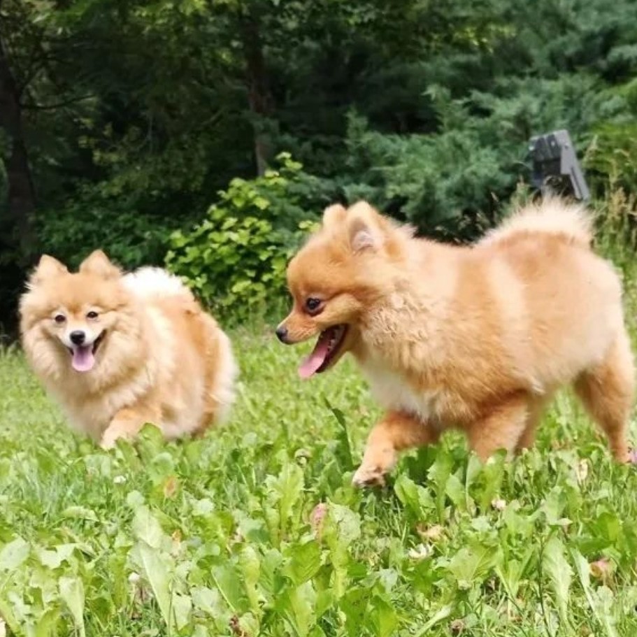 Köpeklerinin aynı kişiler tarafından çalındığı iddia ederek yardım istedi
