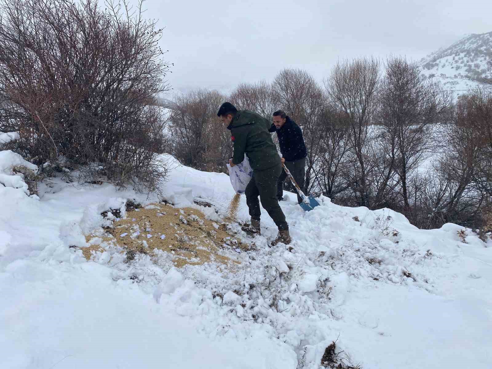 Malatya&rsquo;da yaban hayvanları i&ccedil;in yemleme &ccedil;alışması
