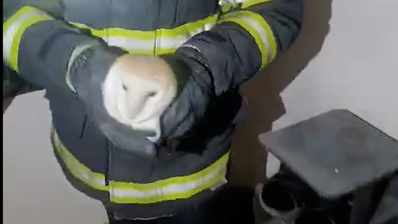 Gaziantep’te binaya giren baykuşu itfaiye kurtardı