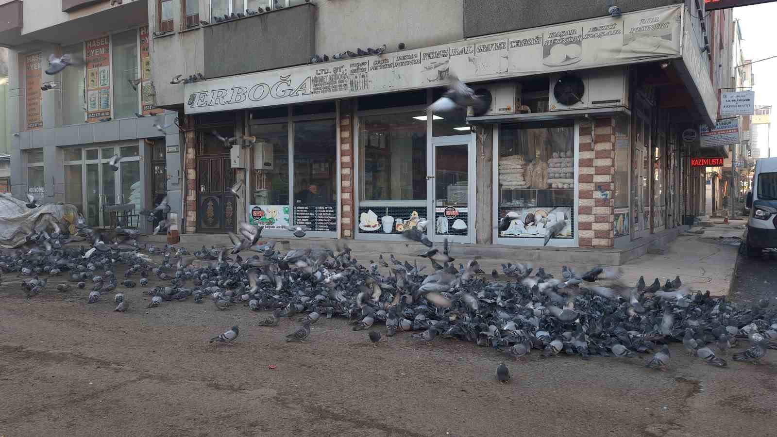 Kars’ta duyarlı vatandaş yüzlerce güvercine yem veriyor