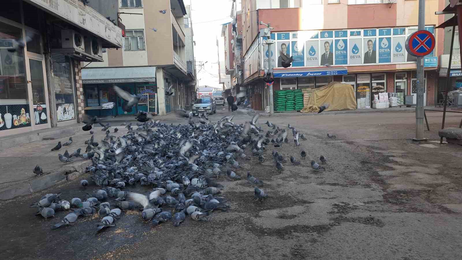 Kars&rsquo;ta duyarlı vatandaş y&uuml;zlerce g&uuml;vercine yem veriyor
