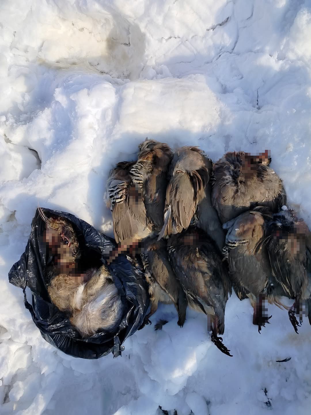 Muş’ta kaçak avcılara ağır ceza