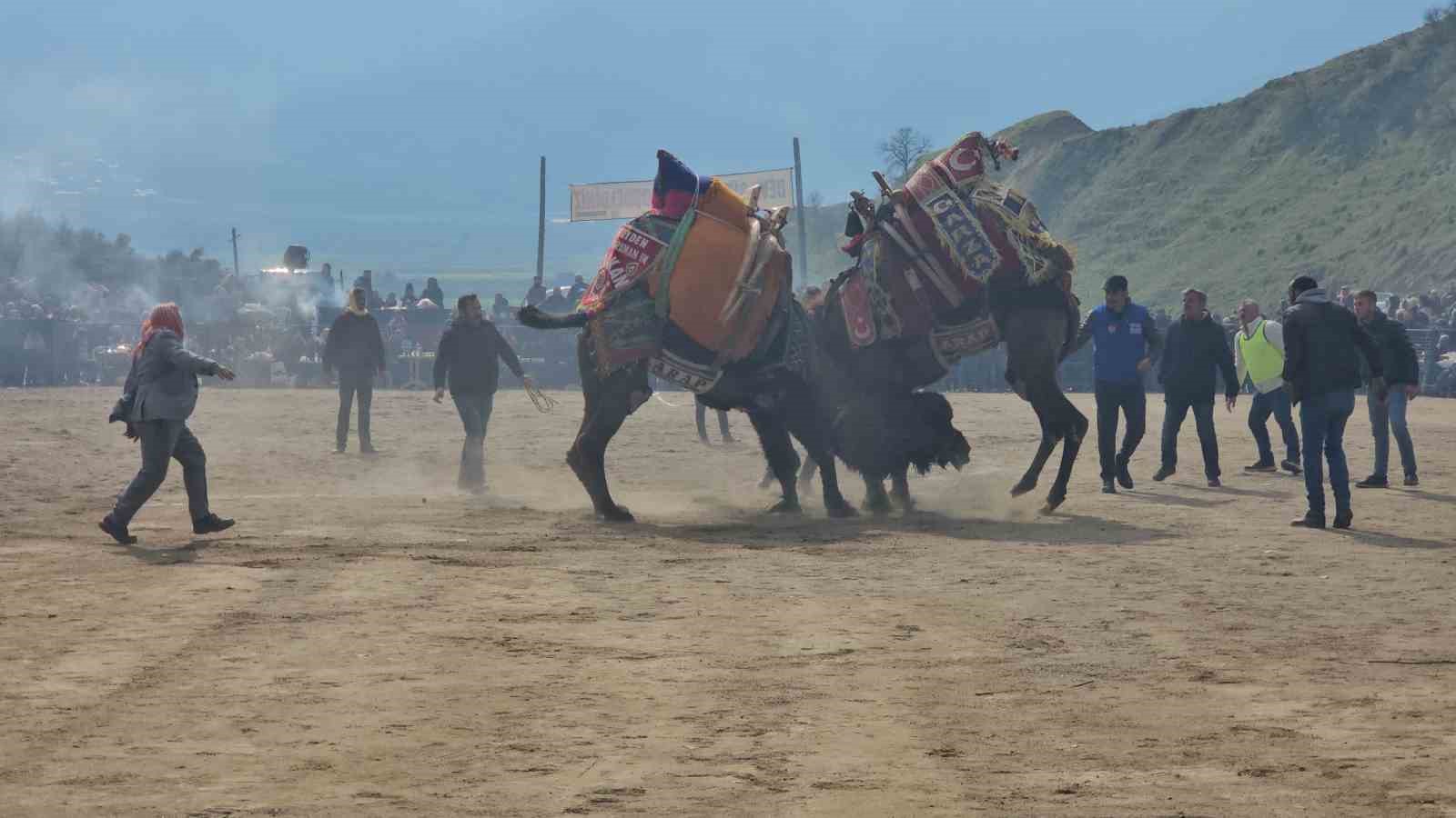 Kuyucak’taki deve güreşlerini 15 bin kişi izledi