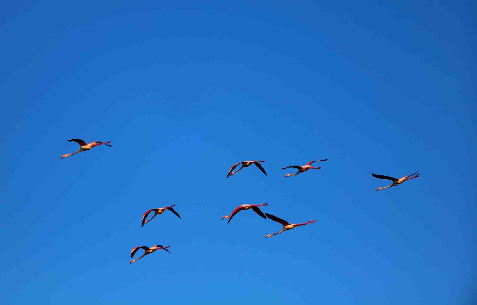 Adana&rsquo;da flamingolar g&ouml;ky&uuml;z&uuml;n&uuml; renklendirdi
