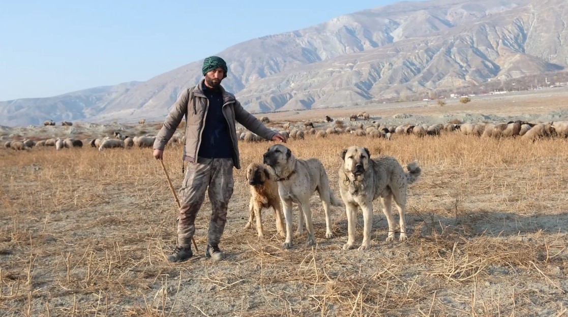 Sürünün güvenliği çoban köpeklerinde
