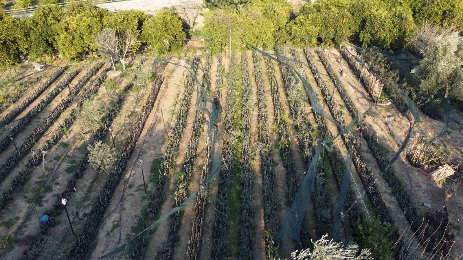 Dağdan topladıkları zeytin fidanlarını aşılayıp dayanıklı zeytin ağacı ortaya &ccedil;ıkardılar
