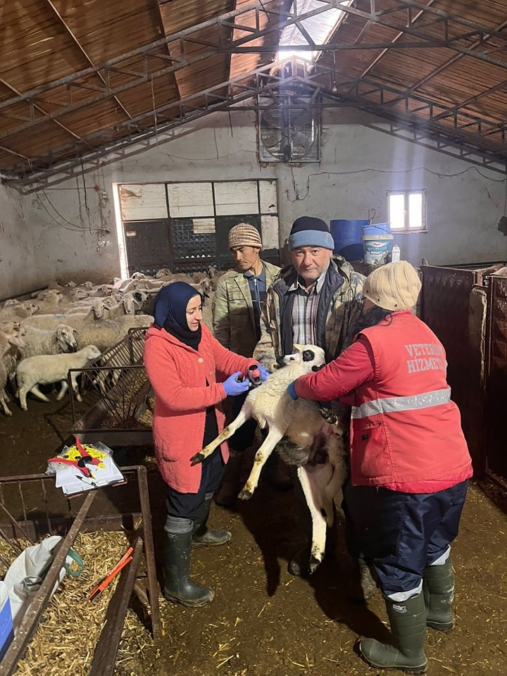 Sandıklı’da küçükbaş hayvanlara aşılama çalışması yapıldı