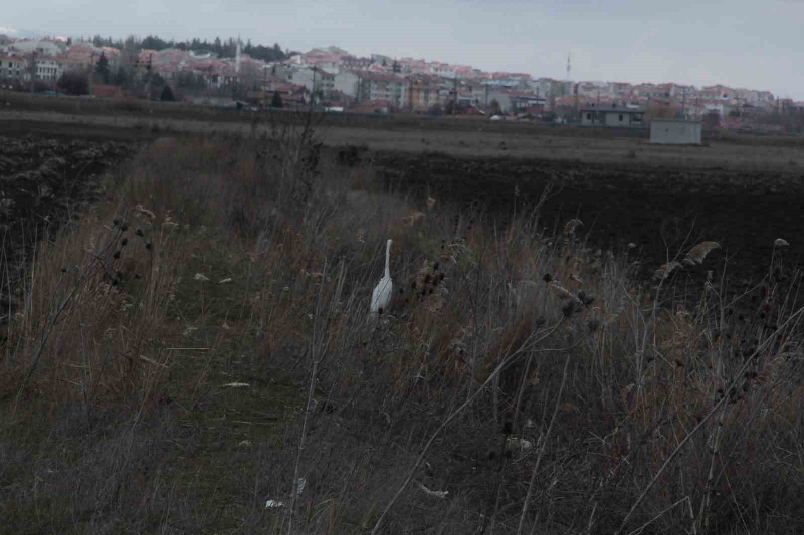 Eskişehir nadir görülen beyaz balıkçıl kuşu fotoğraflandı