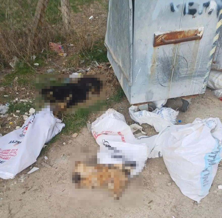 Kırklareli’nde 11 köpek ve 1 kuzu ölü bulundu
