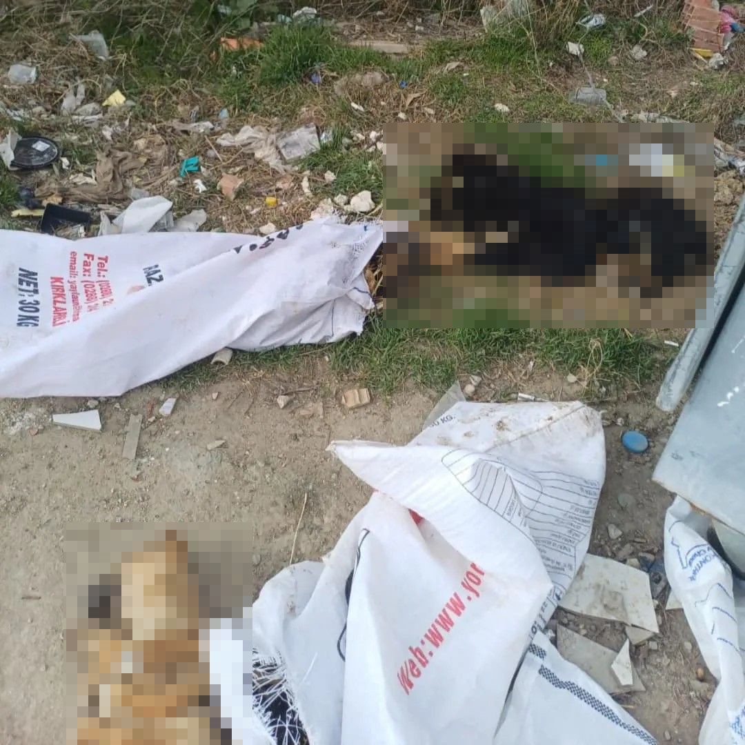 Kırklareli&rsquo;nde 11 k&ouml;pek ve 1 kuzu &ouml;l&uuml; bulundu
